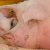 Из-за вспышки свиной чумы в Самарской области введен режим ЧС