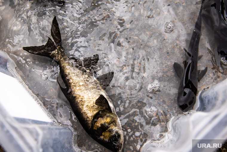 почему в реке Аталык гибнет рыба