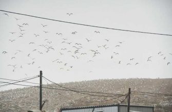 газ респираторы жители Свердловская область