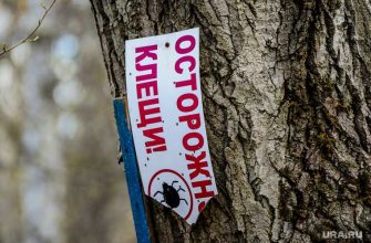 Прививка от клеща тюмень