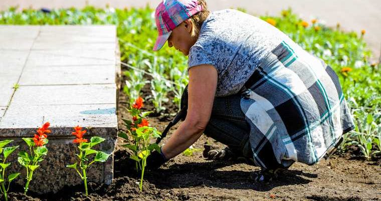 Челябинск озеленение высадка цветов приостановлена жара мэр Котова