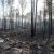 Депутат Госдумы подготовил законопроекты о сохранении лесов РФ
